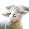 Baby Lamb