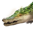 Alligator