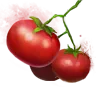 Fruit Salad