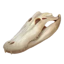 Alligator Bone
