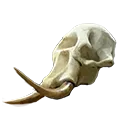 Elephant Bone