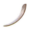 Elephant Tusk 
