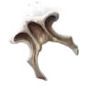 Giant Bullywog Bone
