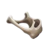 Raven Bone