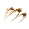 Skinwalker Bone