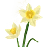 Daffodil