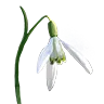 Snowdrop