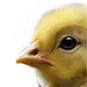 Baby Chicken