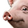 Baby Piglet