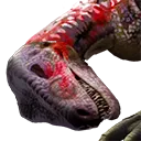 Raptor Carcass
