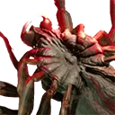 Spider Carcass