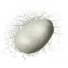 Spider Cocoon