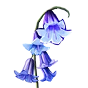 Giant Bluebell