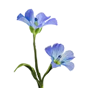 Flax