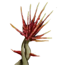 Spindlevine