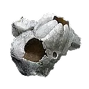 Titanhelm Barnacle
