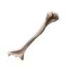 Goblin Bone Fragments