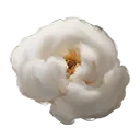 Kreedown