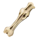 Notched Avian Bone