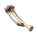 Sea-Knuckle