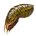 Glossy Chitin Fragment