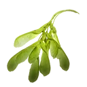 Ash Seed