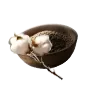 Cotton Seed