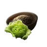 Lettuce Seed