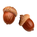 Oak Seed