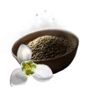 Snowdrop Seed