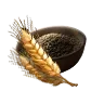 Wheat Seed